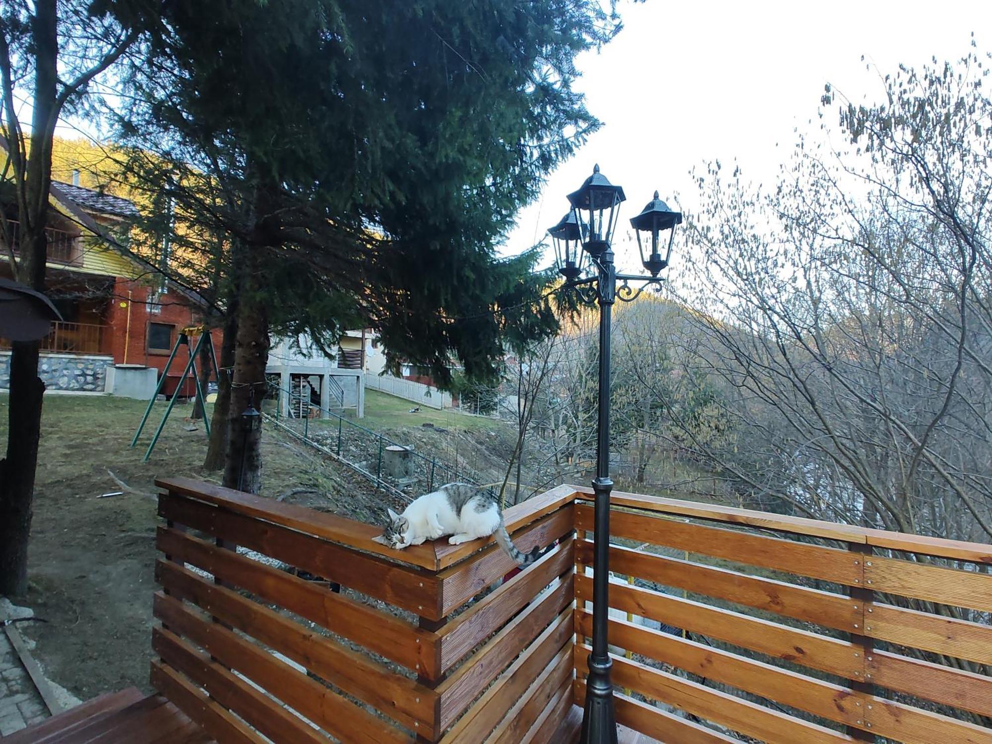Sezatoarea Lupilor Villa Lepşa Rum bild